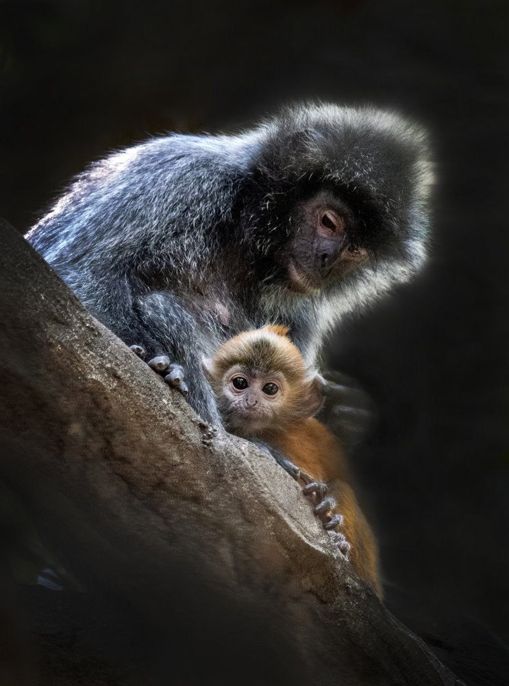 Gold Monkey