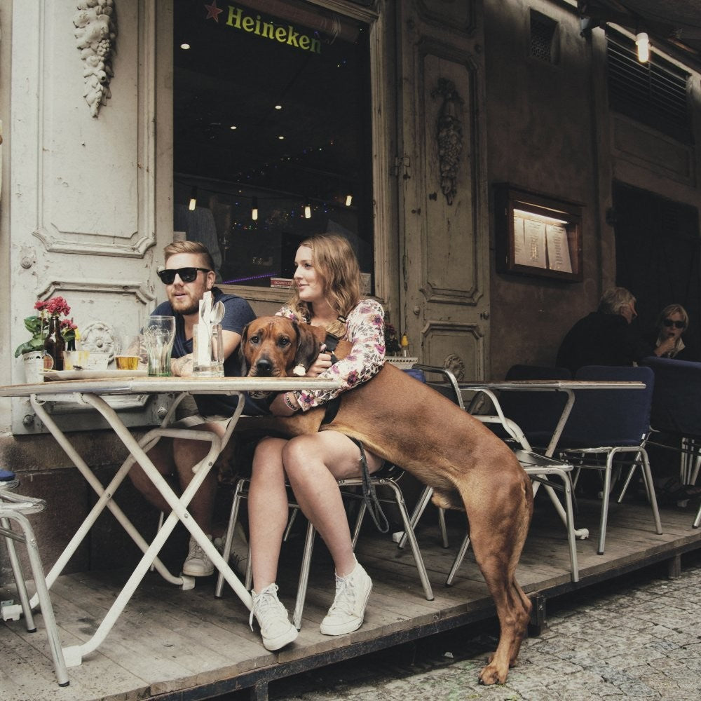ich, du und der Hund