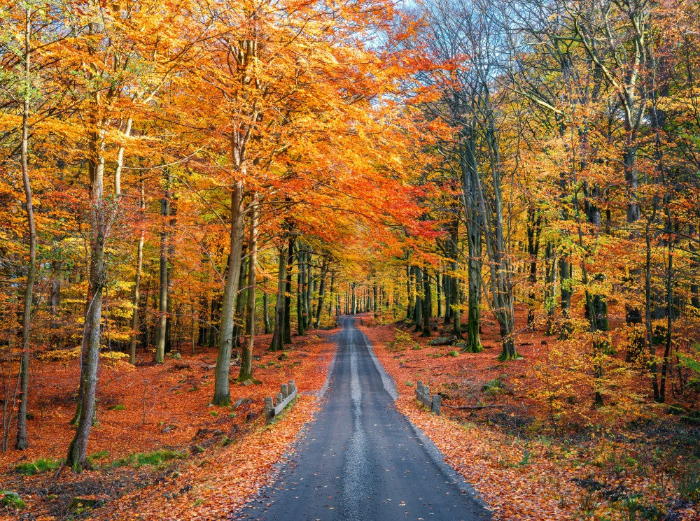 Road into autumn