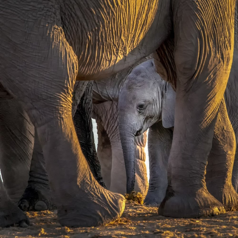Maternal Love