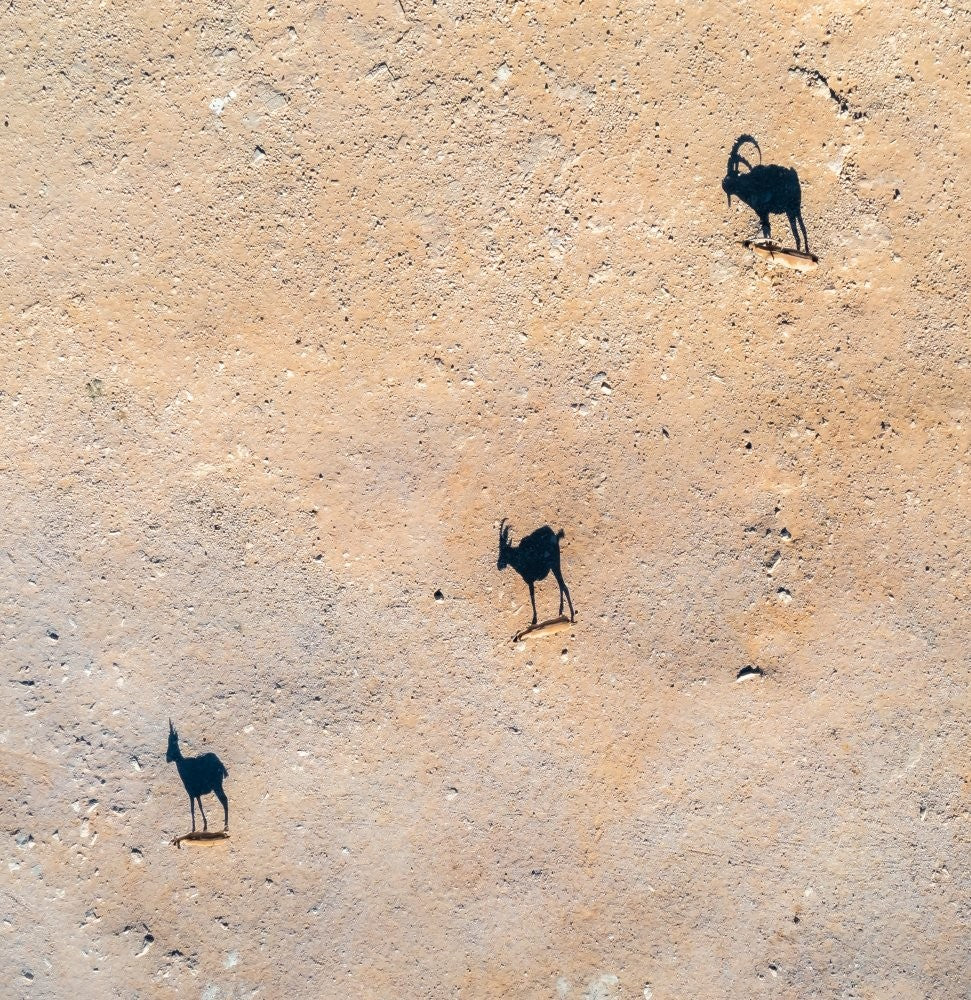 Famille d'Ombres