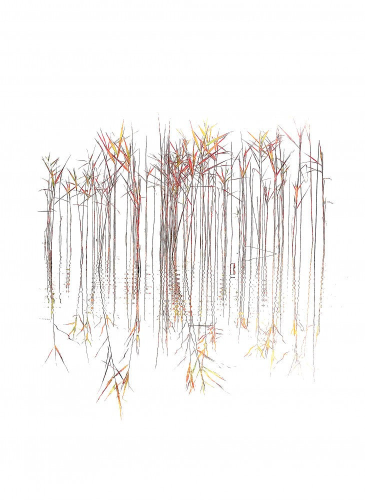 Grasses