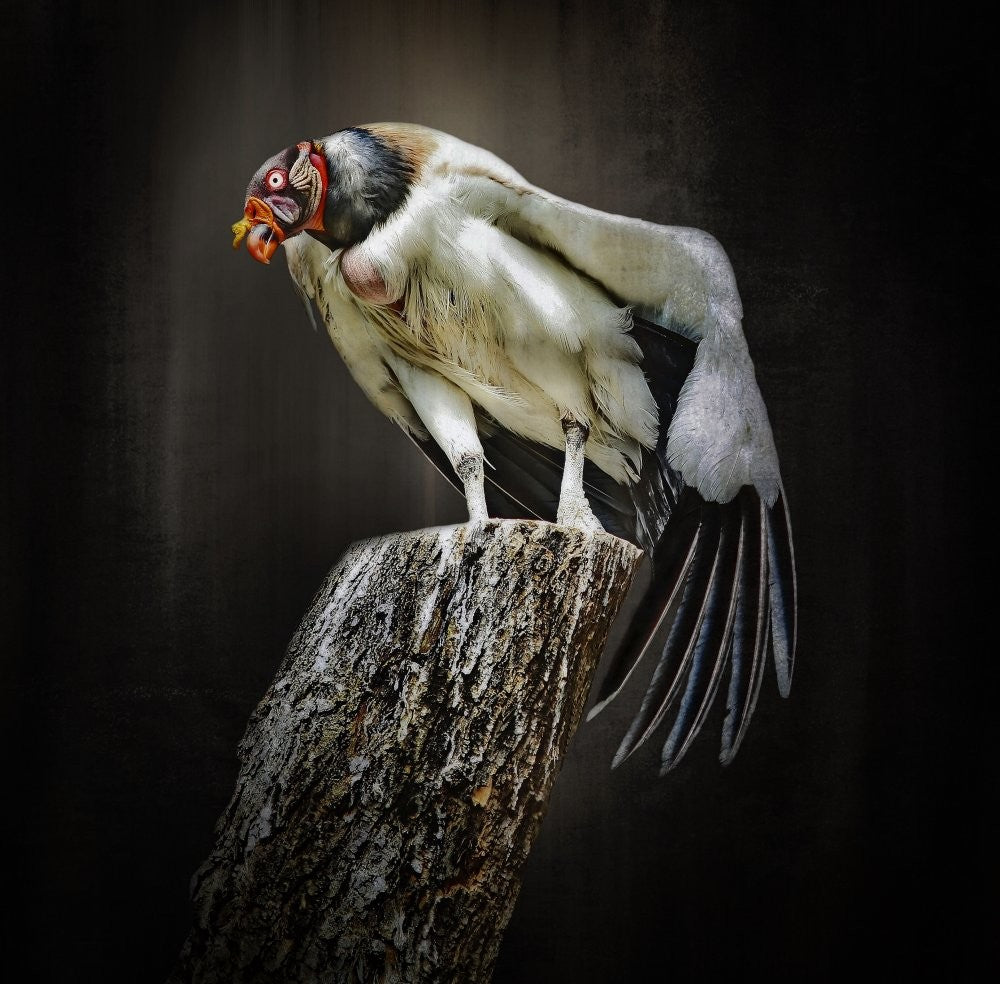 exotic bird