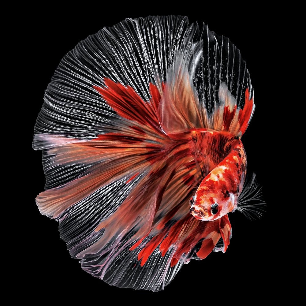 Betta Fish