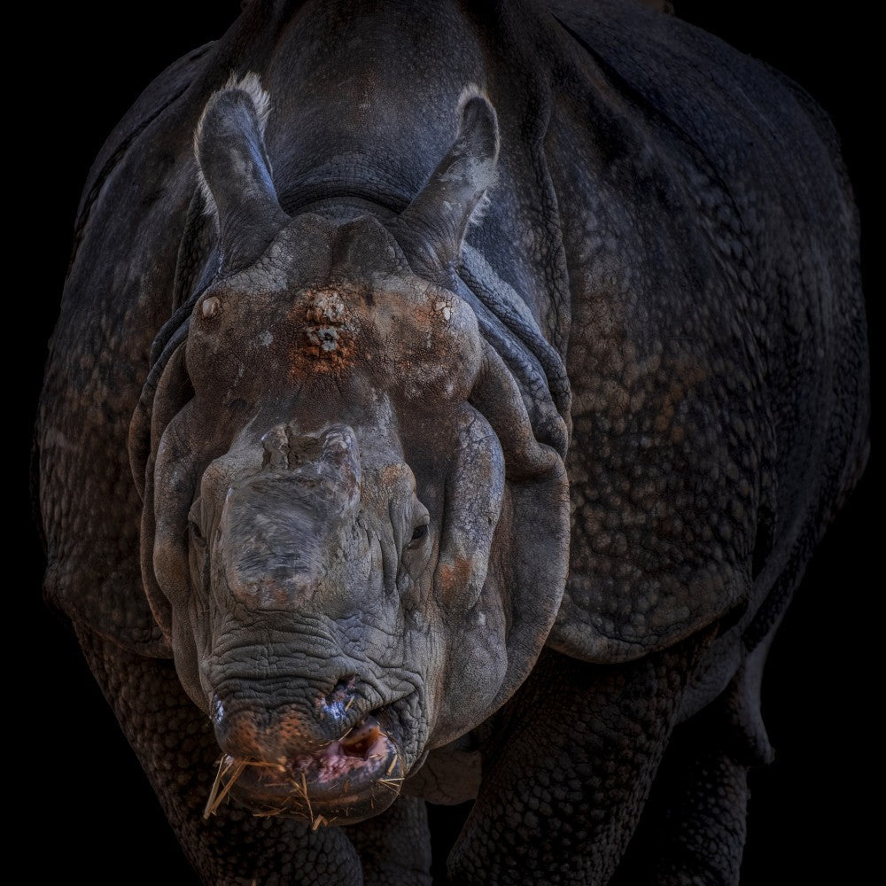 Fantastic animal