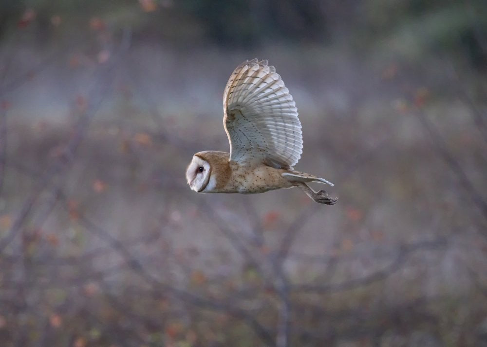Barn Owl