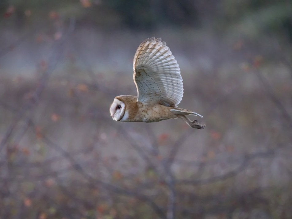Barn Owl