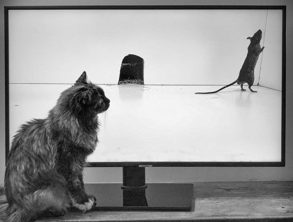 You Tube Video für Katzen