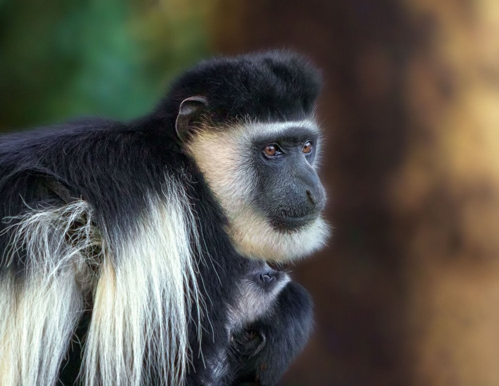 Colobus guereza 7R46907