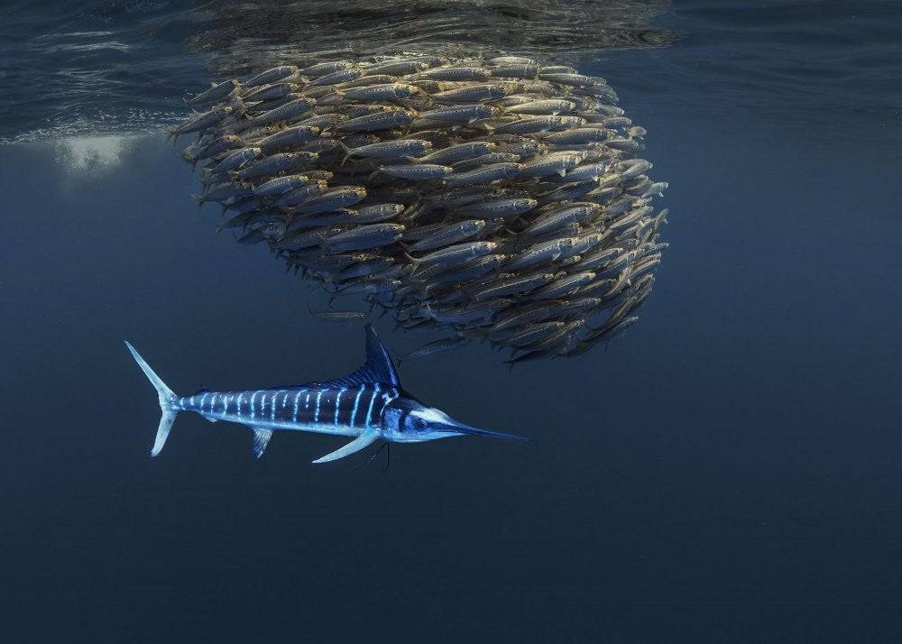 Ocean food chain show   (Follow Baitball)