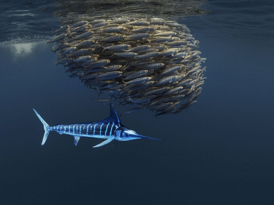 Ocean food chain show   (Follow Baitball)