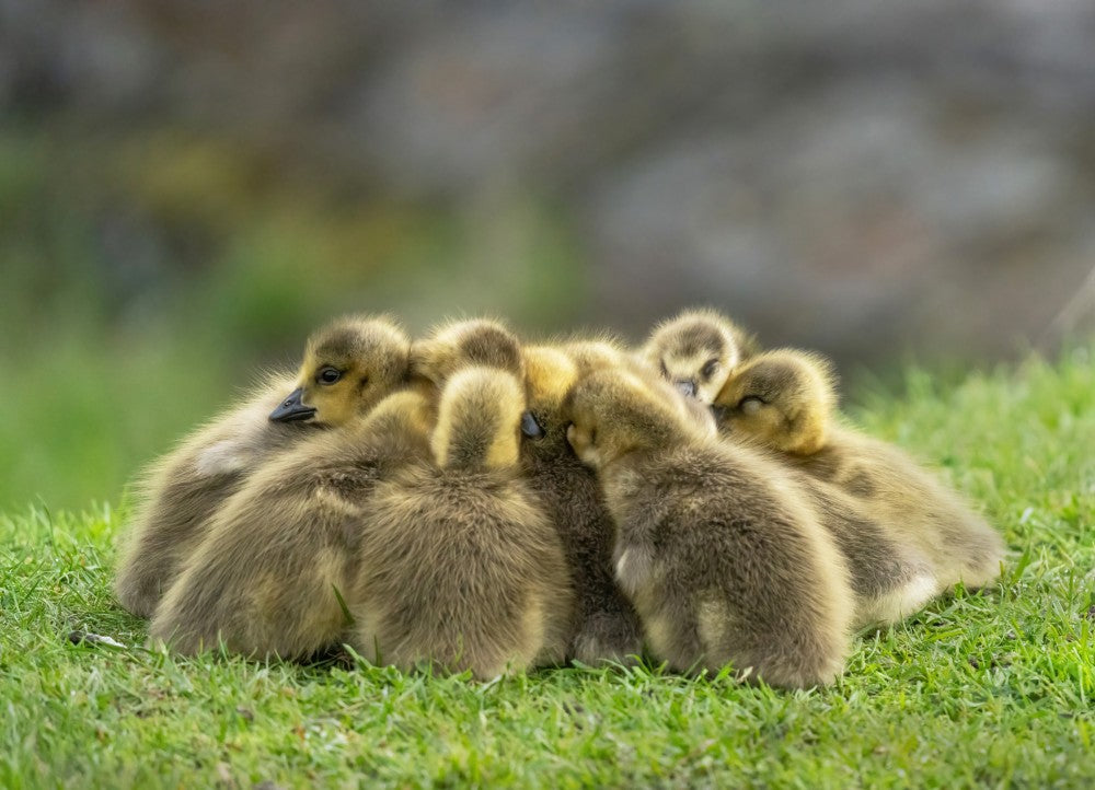 Morning meeting
