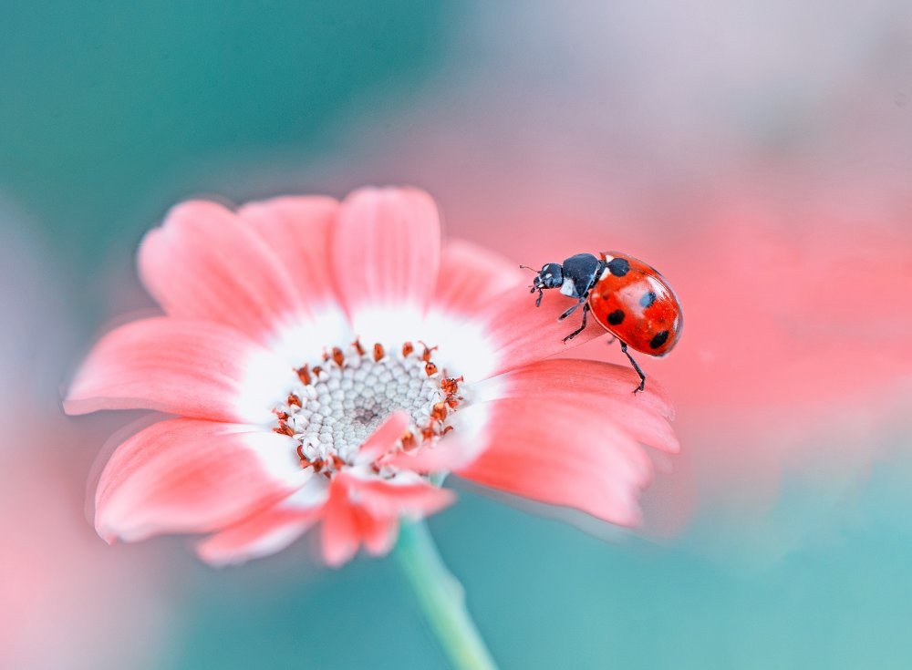 ladybug
