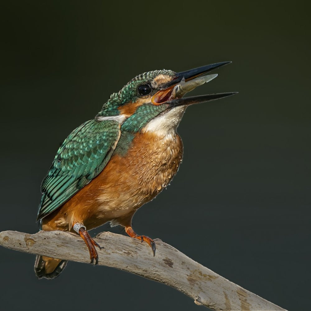 Kingfisher