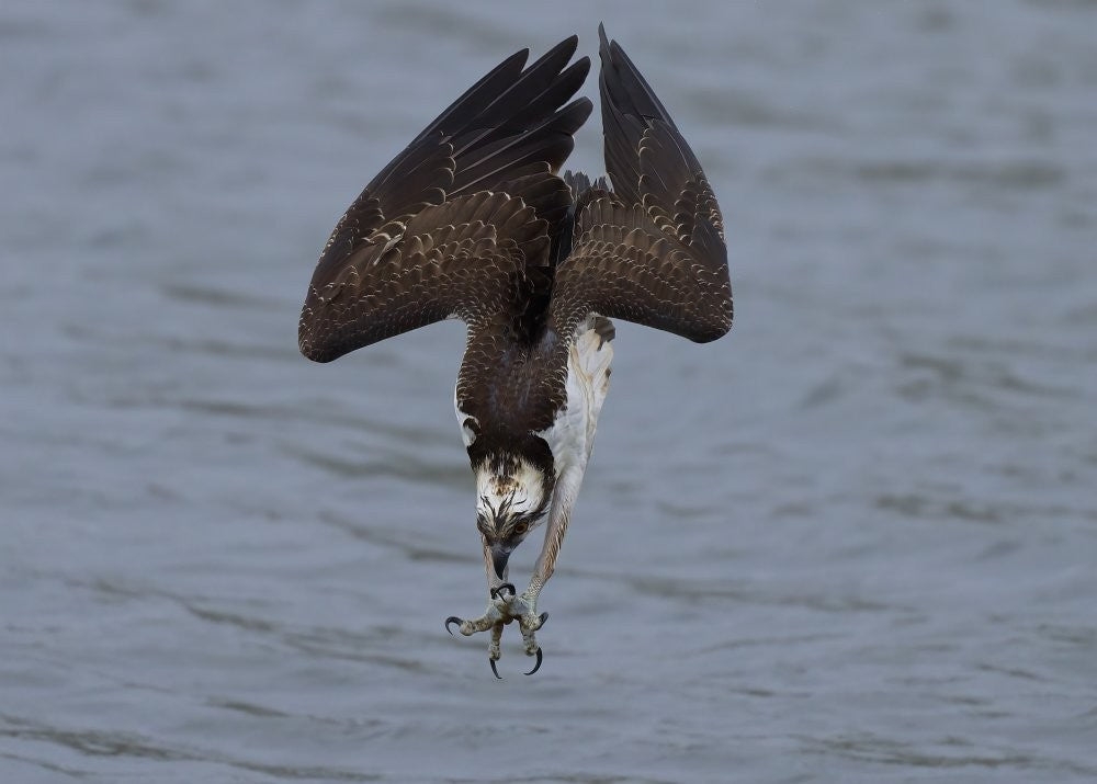Fischadler im Sturzflug
