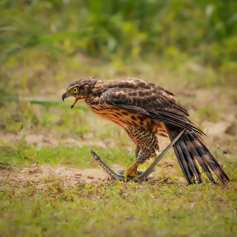 Eagle and snake