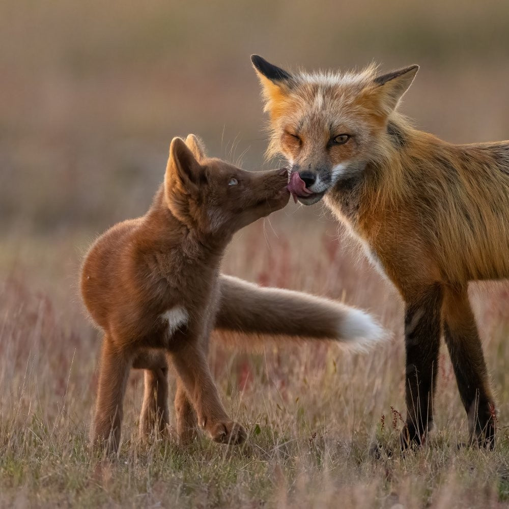 Red Fox