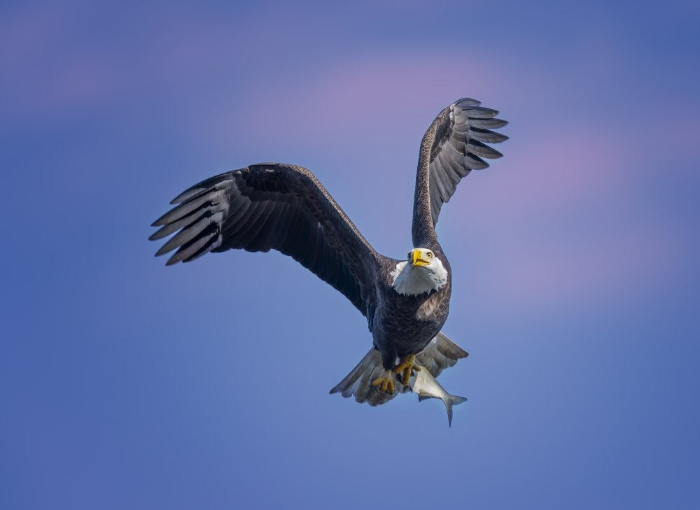 Weißkopfseeadler