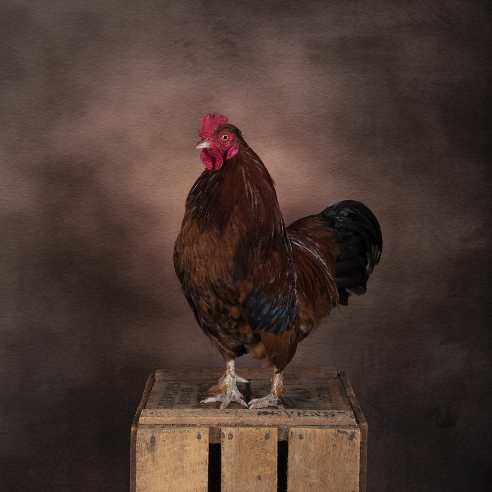 Hahn