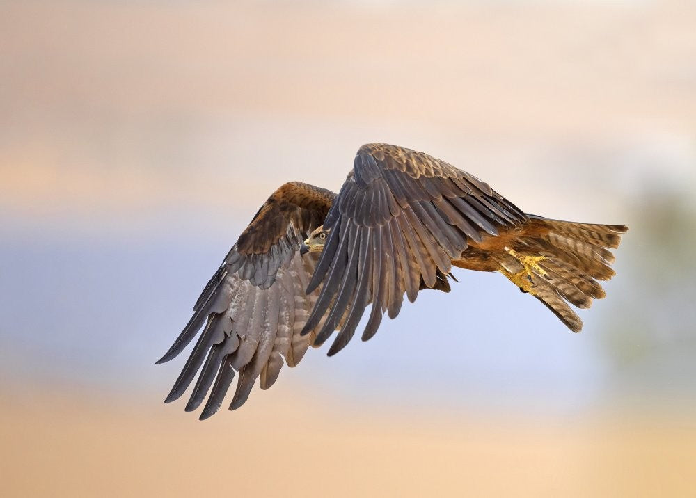 Black Kite