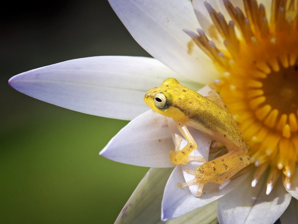 Yellow Frog