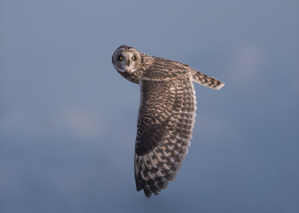 Short-eared Owl