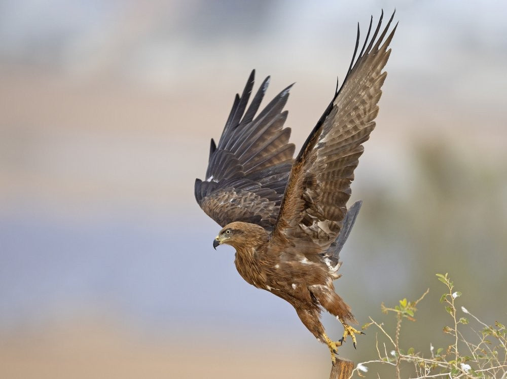 Black Kite