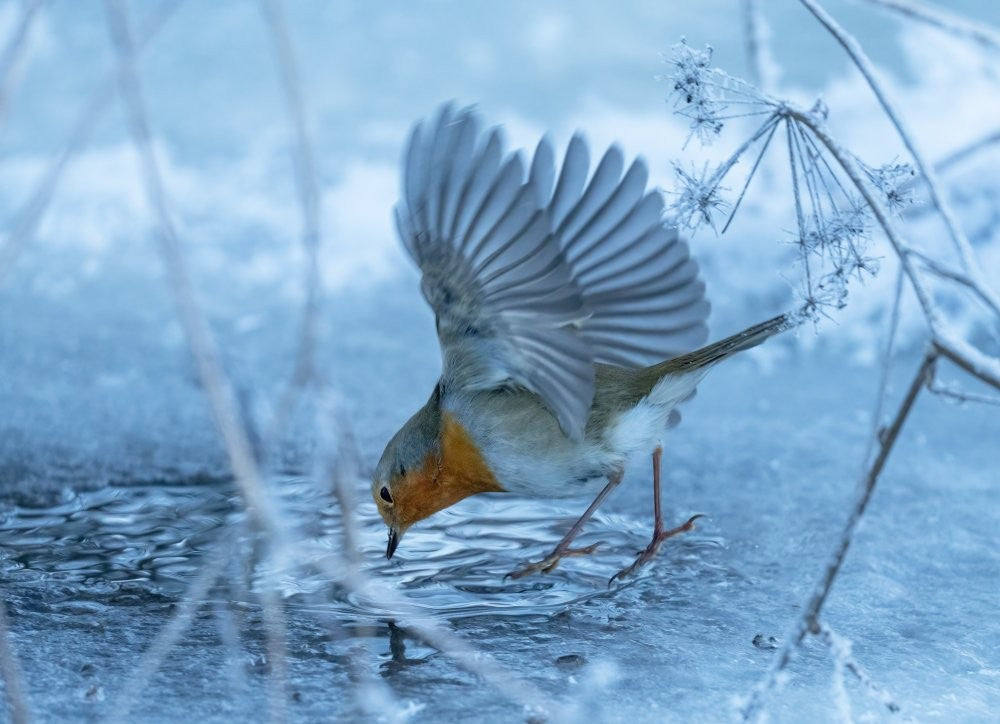  European robin (Erithacus rubecula).