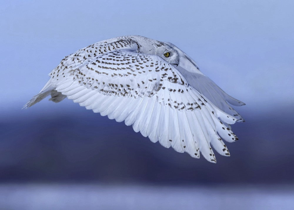 soaring