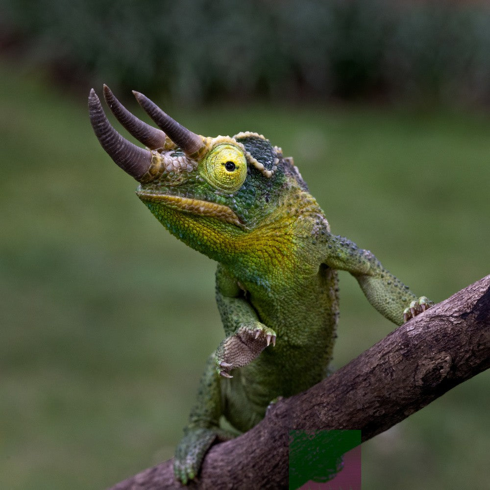 Three horn chameleon