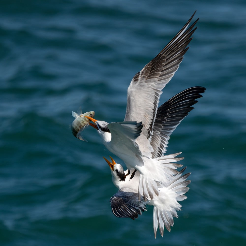 Fight for the Catch