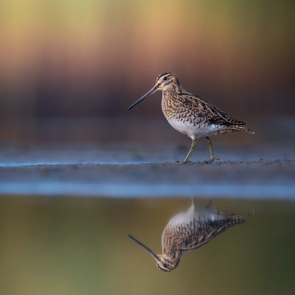 Bekassine mit Spiegelung und farbigem Hintergrund