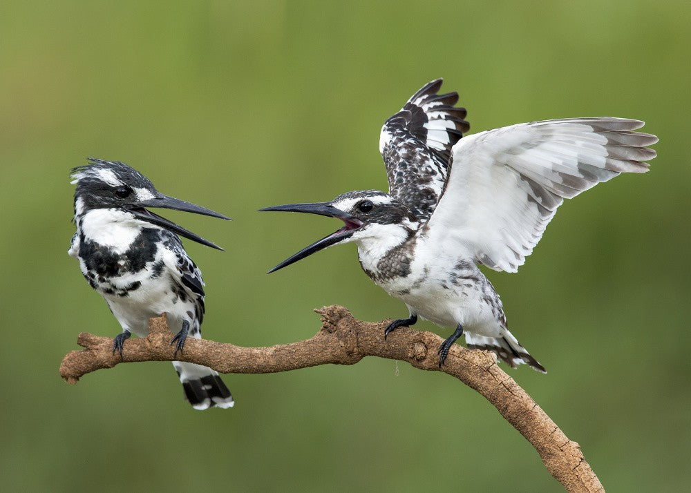 Ceryle rudis