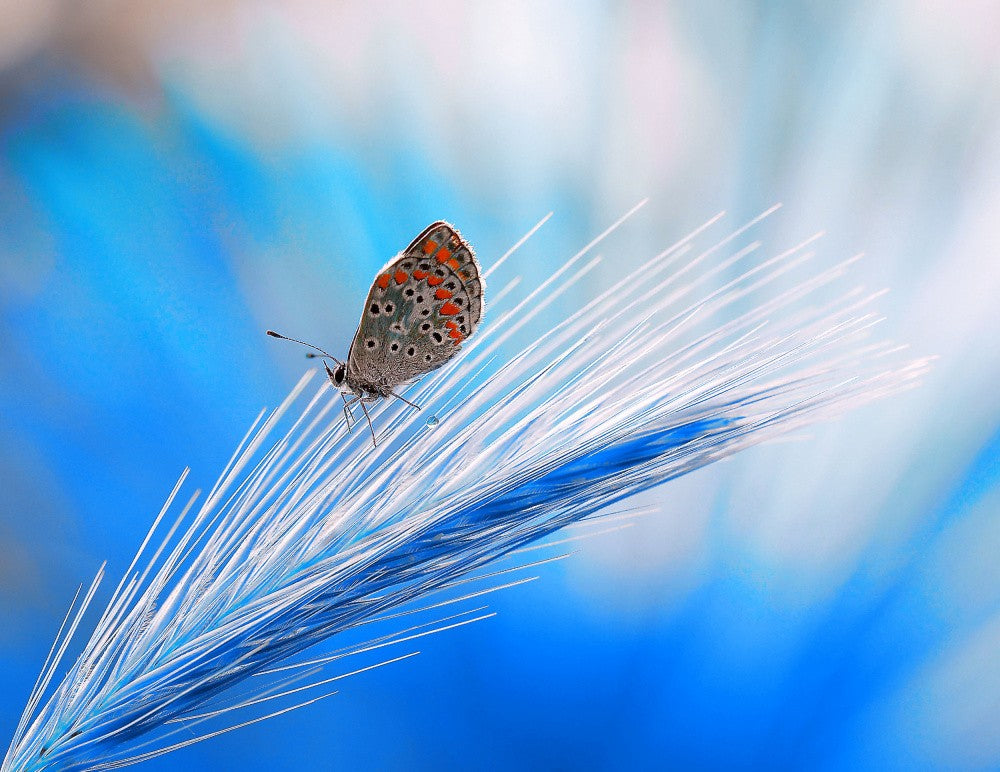 The butterfly's dream in blue...