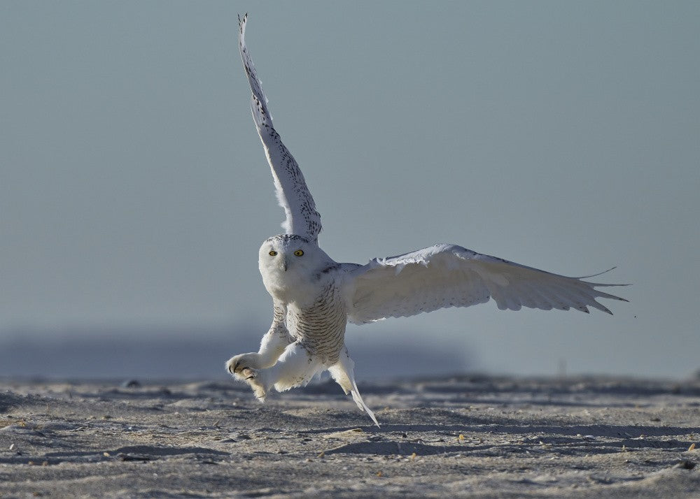 Snowy owl landing