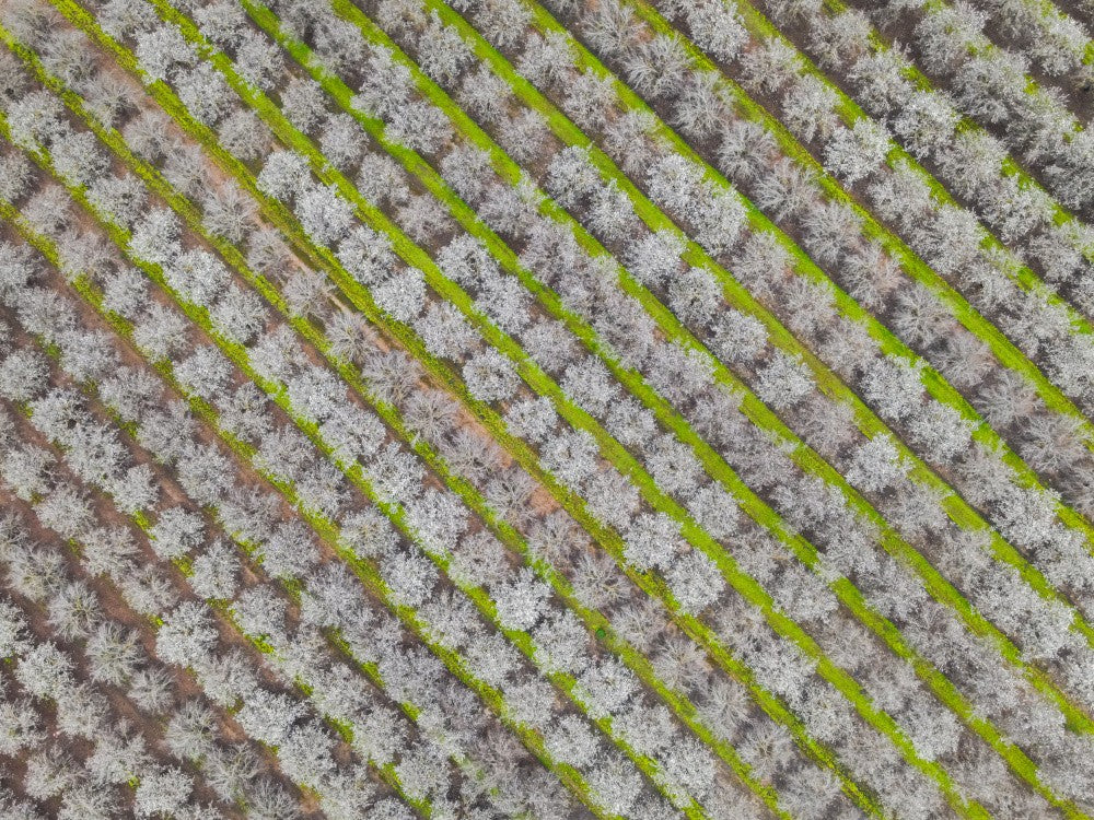 blossom time  green lines