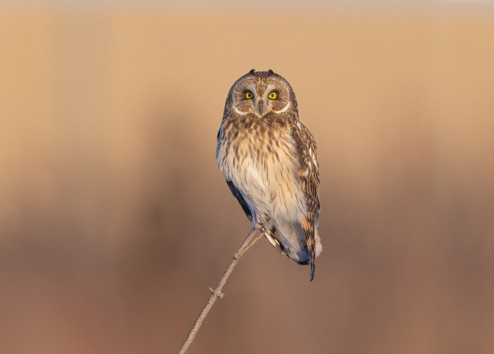 Short-eared owl