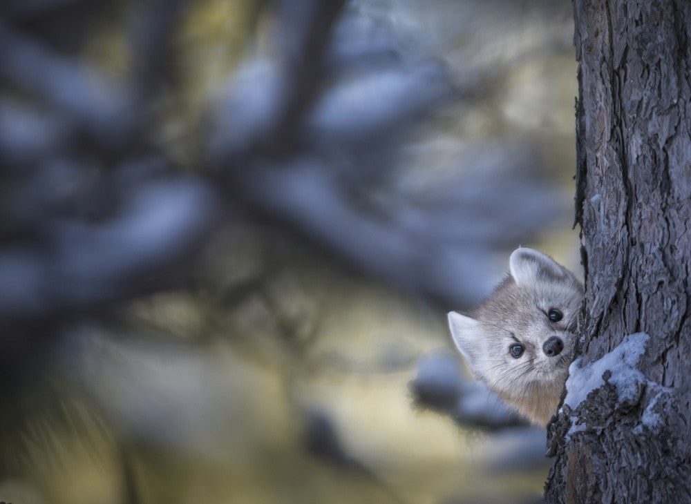 Hide and seek
