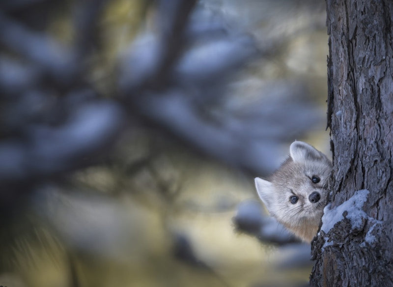 Hide and seek