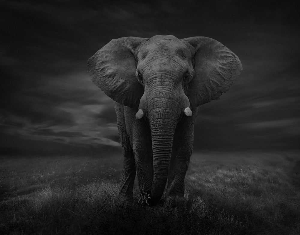 Der einsame Elefant