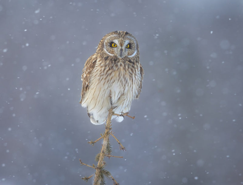 On a snowing day