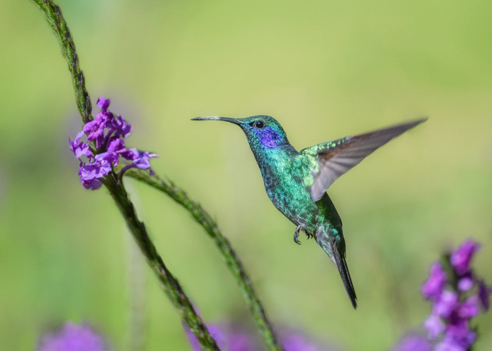 Veilchenohrkolibri