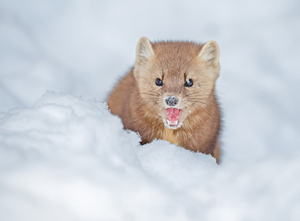 Baummarder