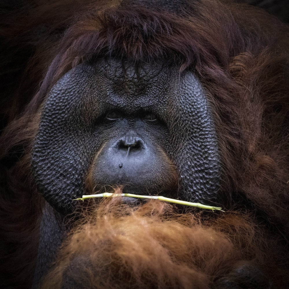 Orang Utan