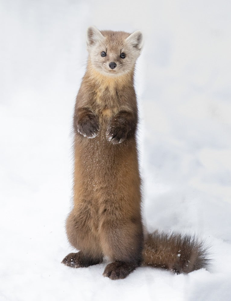 Pine Marten