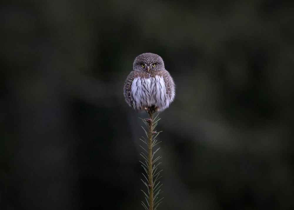 Tiny Owl