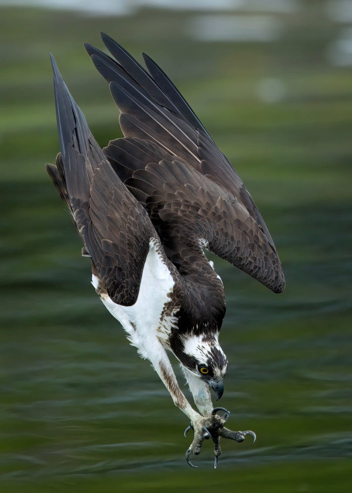 Osprey in action