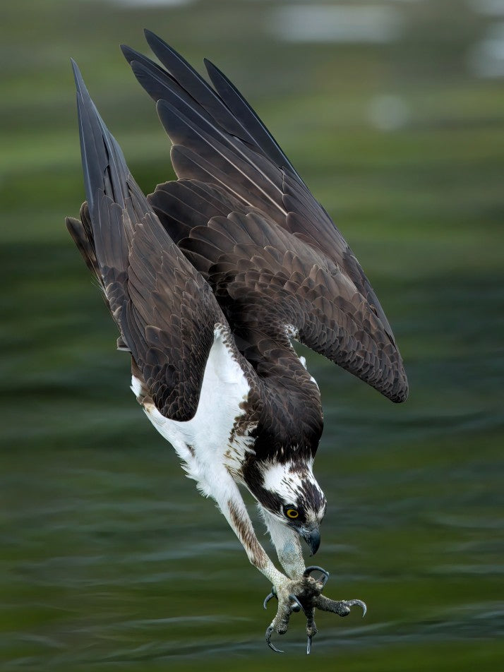 Osprey in action