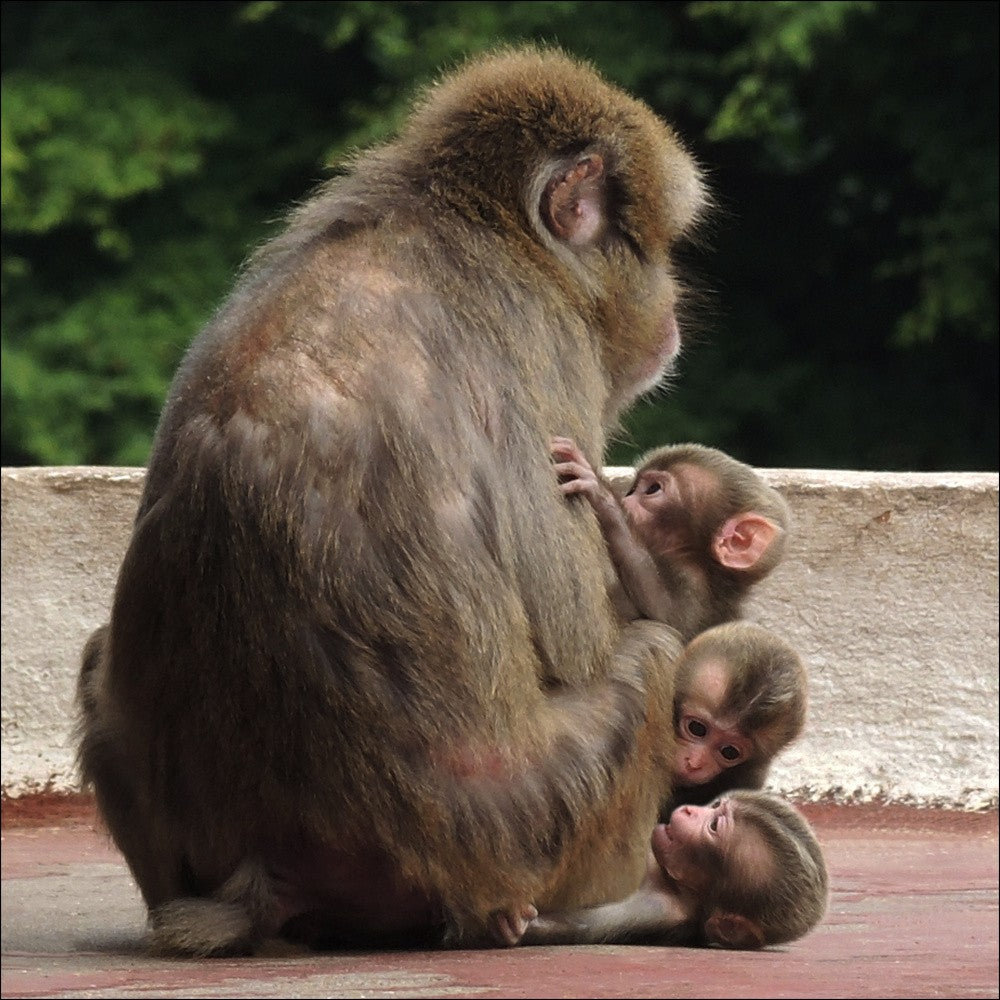Safe in mother's destiny