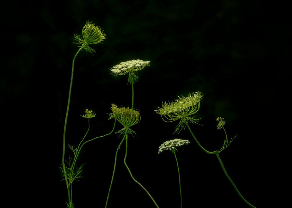a green dance